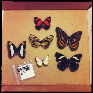 butterfly collection