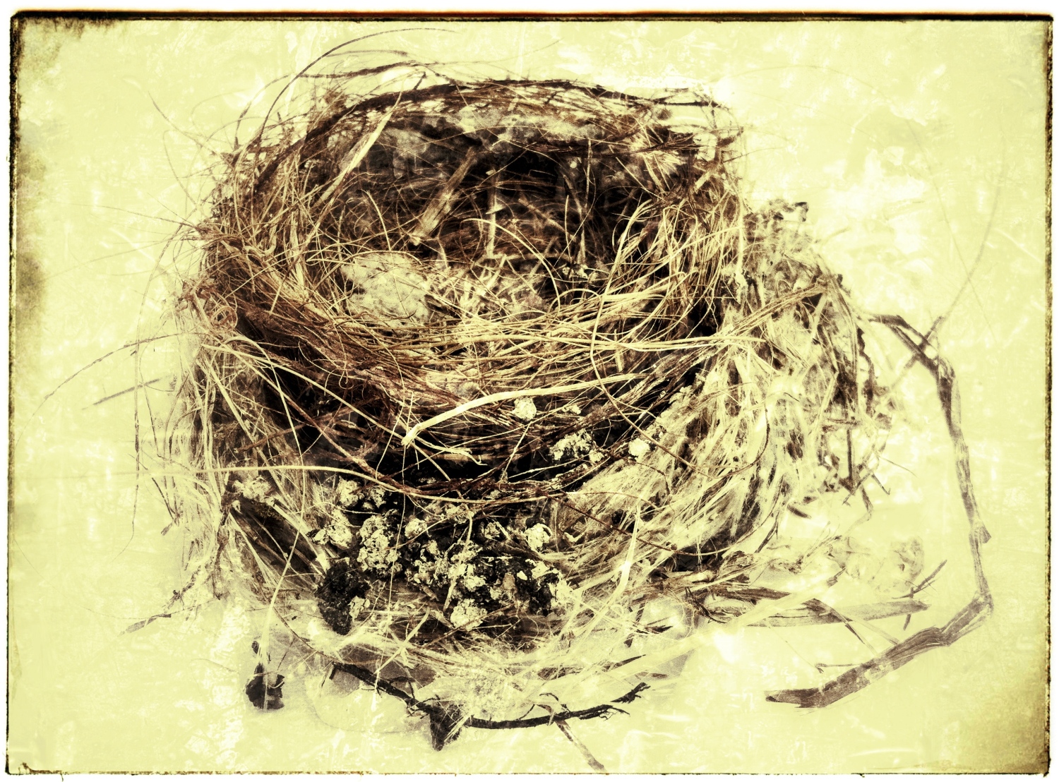Bird's Nest by Judith Monroe