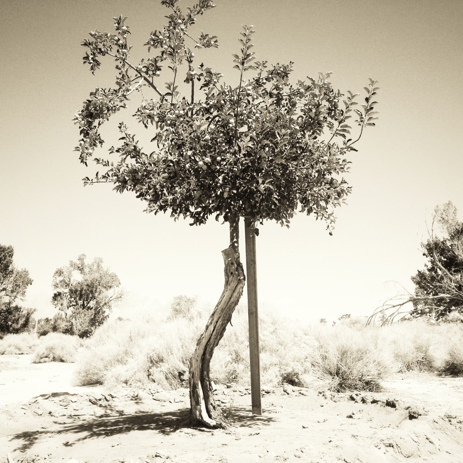 fruit tree at Manzanar by Judith Monroe