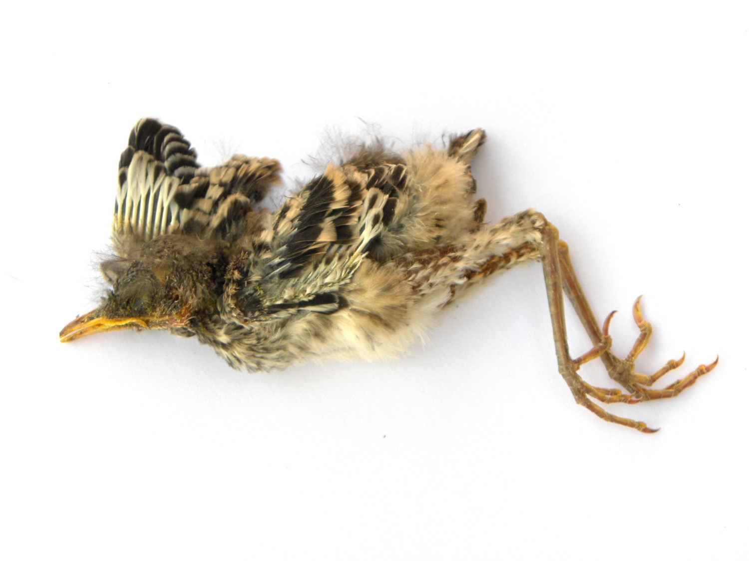 Dead bird photo by Judith Monroe