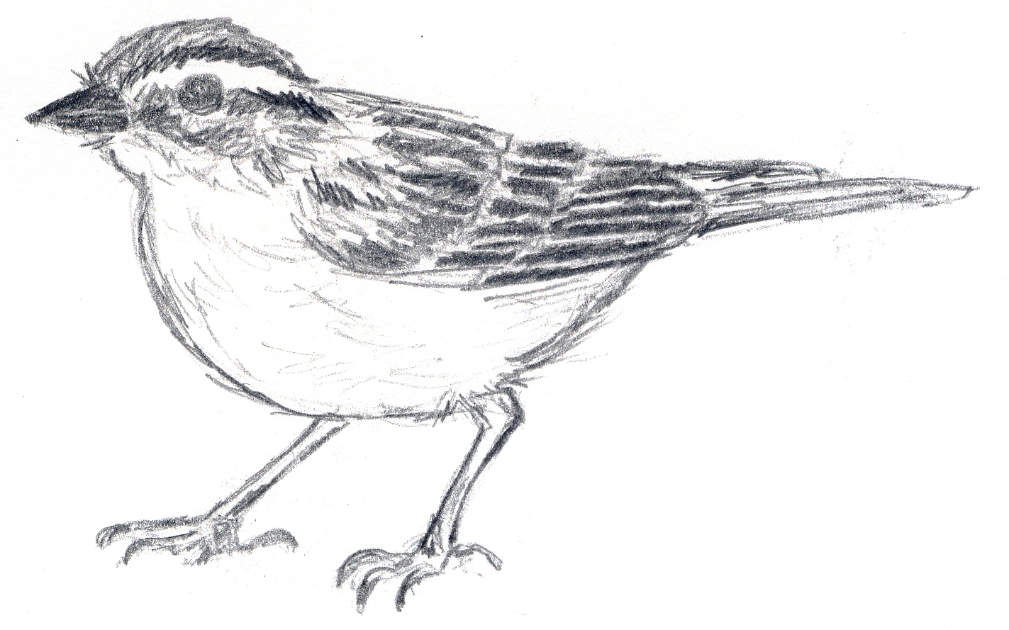 Sparrow sketch by Judith Monroe