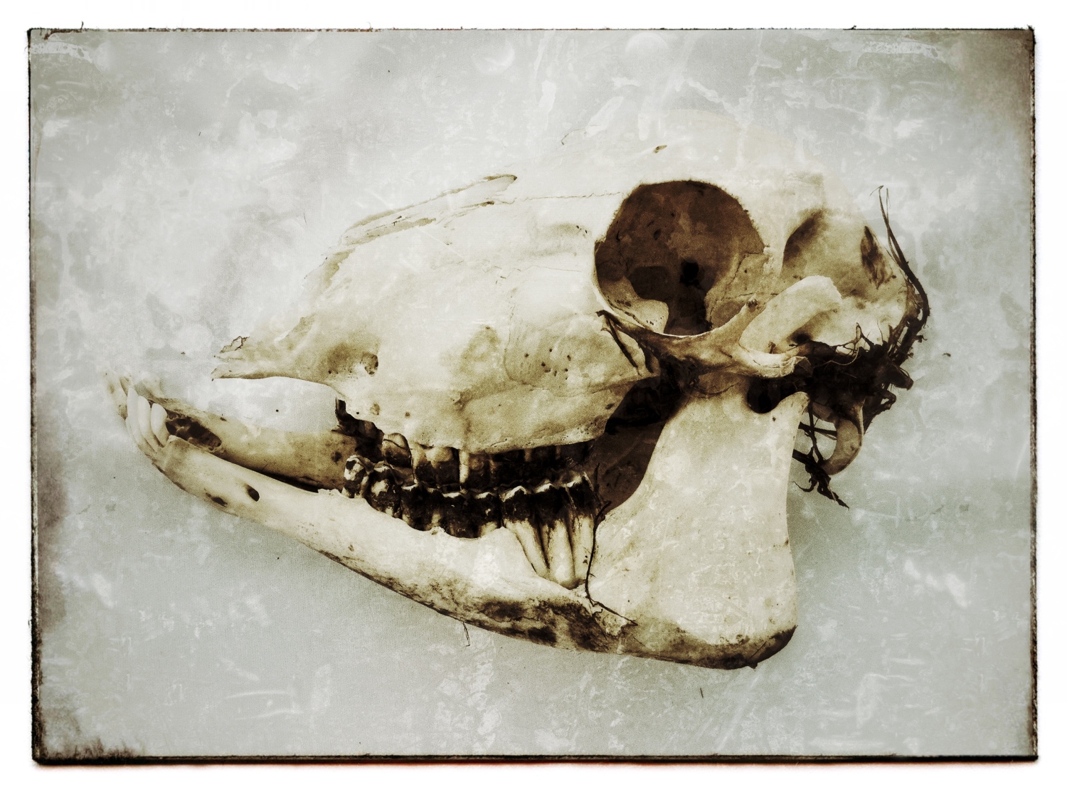 Skull photo by Judith Monroe