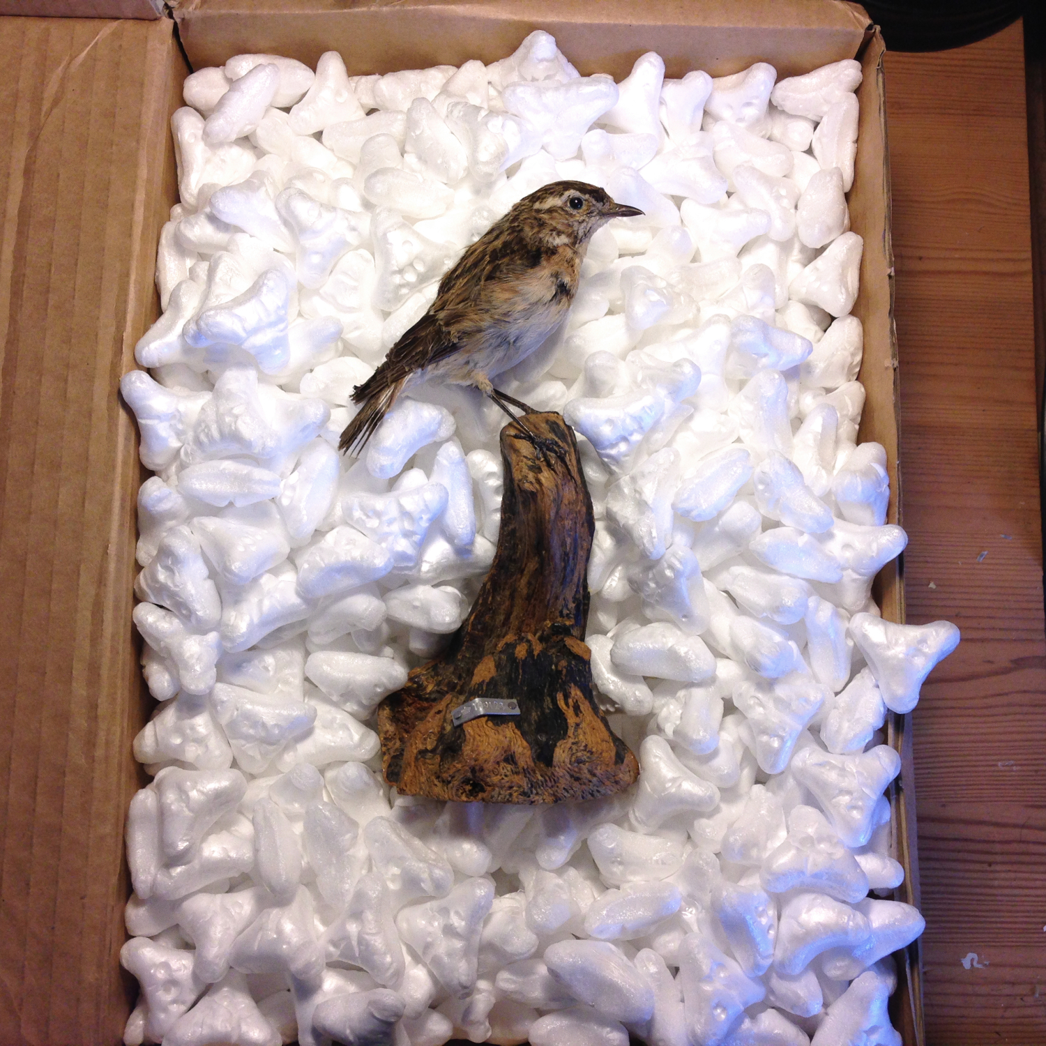 Taxidermy Bird in a box by Judith Monroe