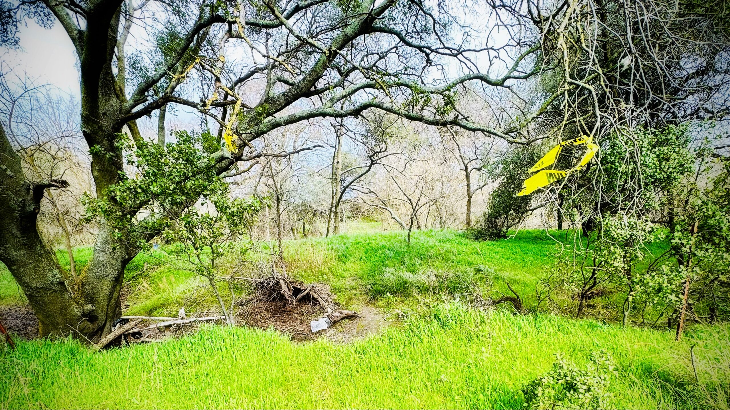 A woodland scene with green grass and a yellow piece of caution tape tied in a tree branch.